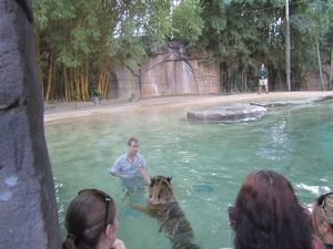 Zoo keeper getting wet eith the Tiger