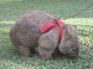 Common Wombat on a lead