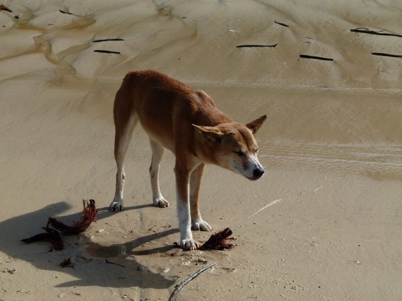 Dingo eating a coconut