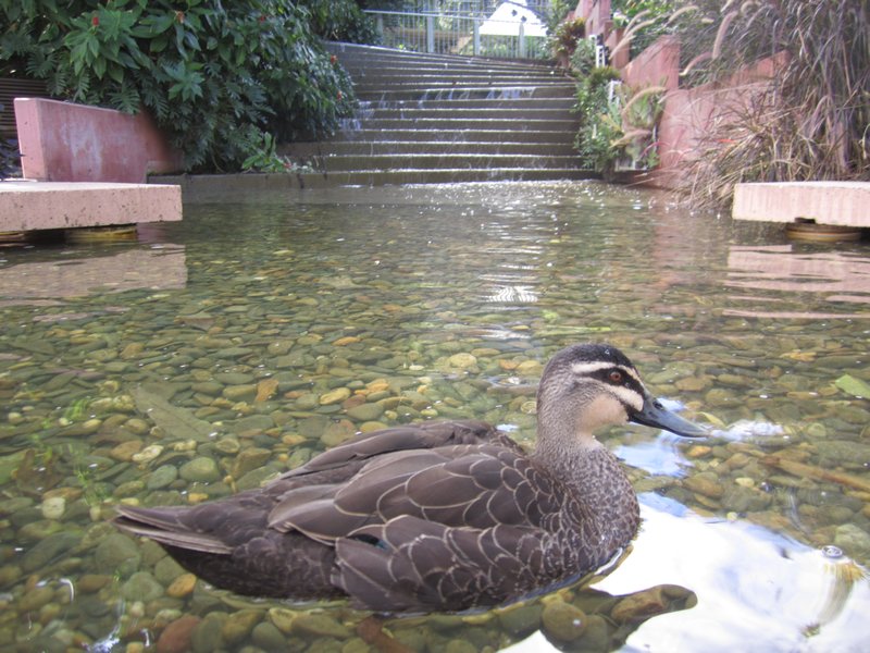 Duck in Roma St Gardens