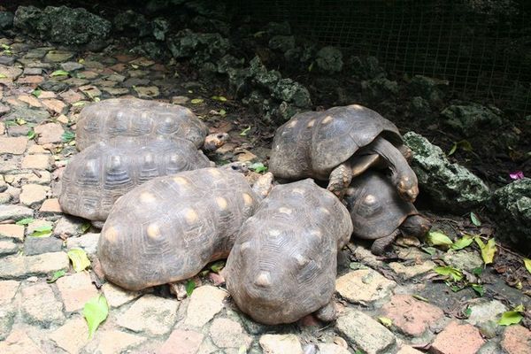 Torty Orgy