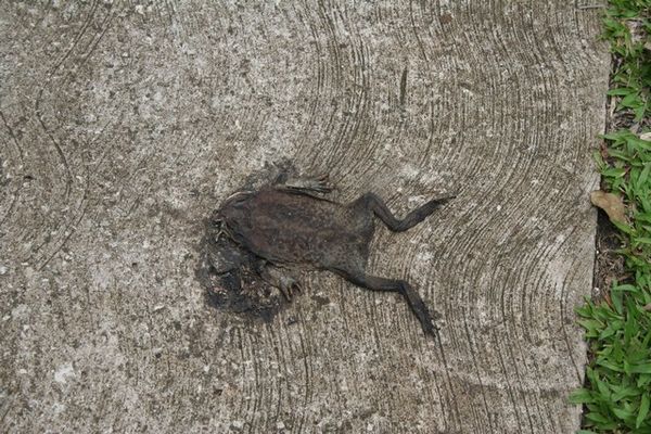 Why did the frog cross the road?