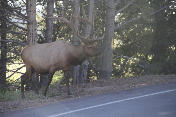 Elk