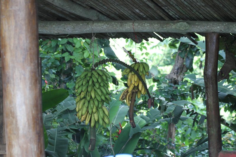 Fresh Bananas from the Garden