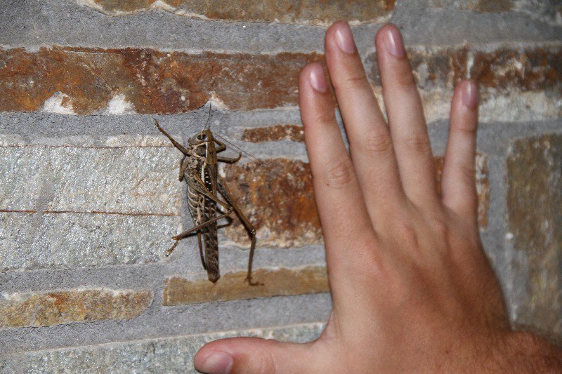Grasshopper my Chris (Big) hand