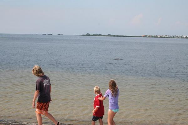 Dolphins and Kids