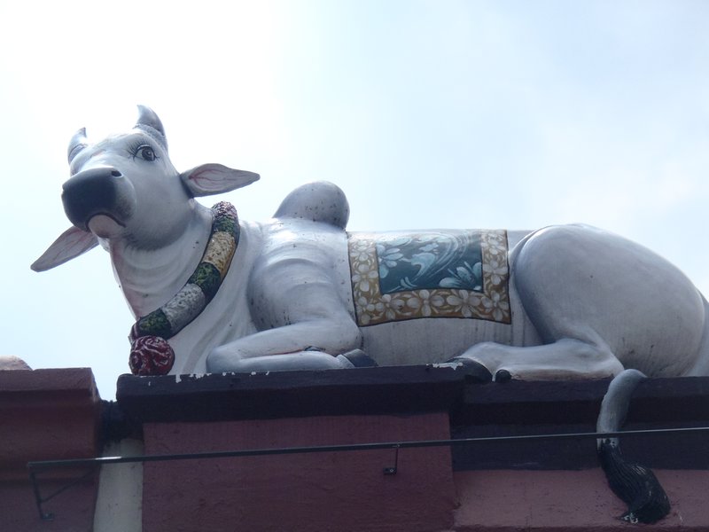 Hindu Temple - Peturbed Cow