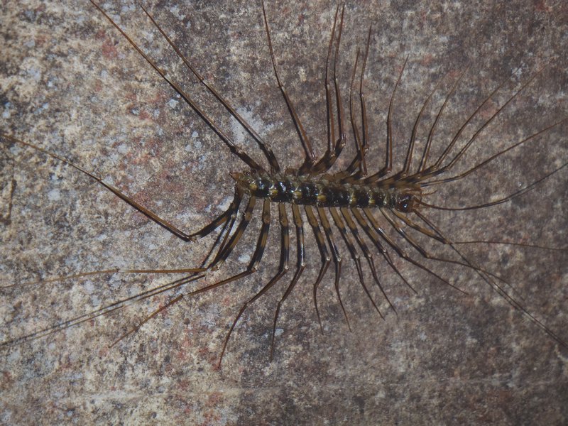 Long legged centipede