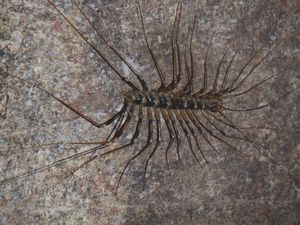 Long legged centipede | Photo