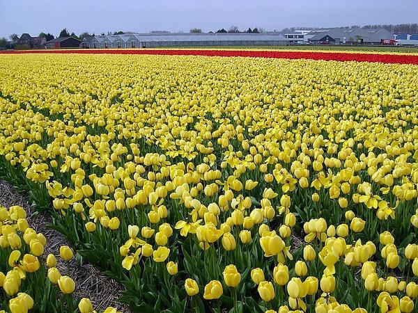 Acres and Acres of Tulips