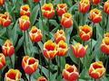 Fire Tulips