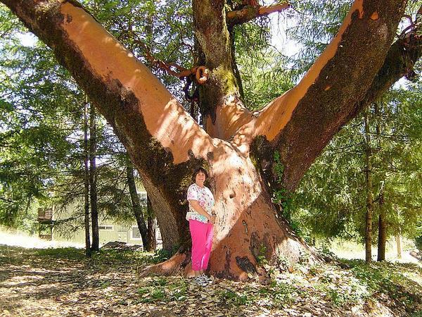 Giant Madrone Tree