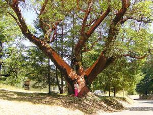 Giant Madrone Tree