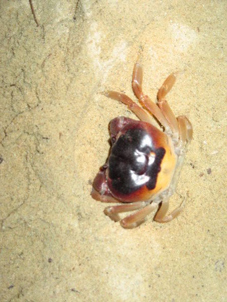 Crab on beach 2