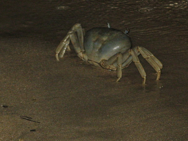 crabs 3