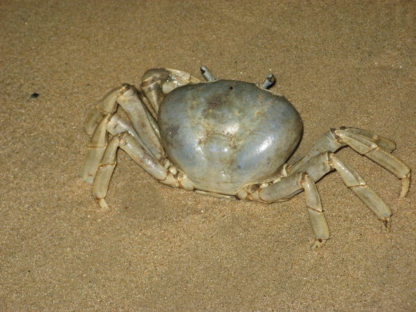 crabs more