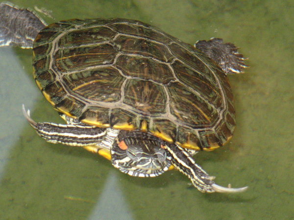 Turtle at Omega Lodge