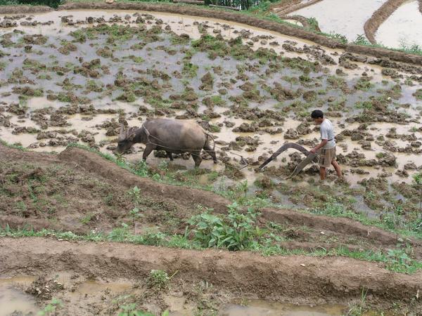 Tilling the rice 