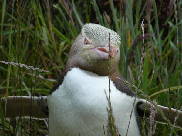 The scary yellow eyed penguin!