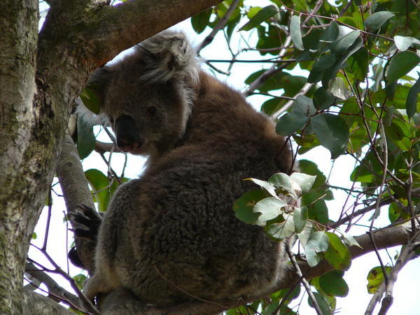 Our first Koala spot