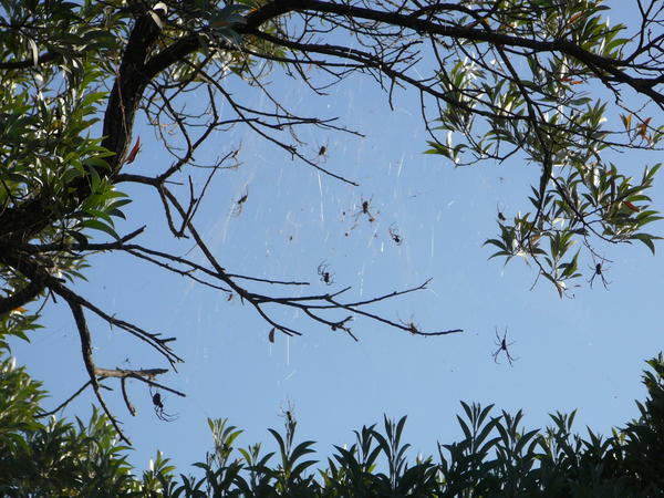 The spiders in Shoal Bay