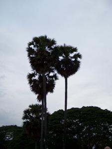 Angkor Wat