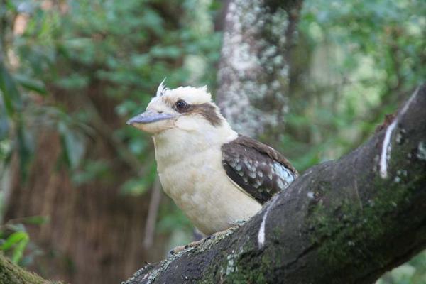 the first bird in the nature