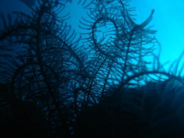 Underwater Impressions 02