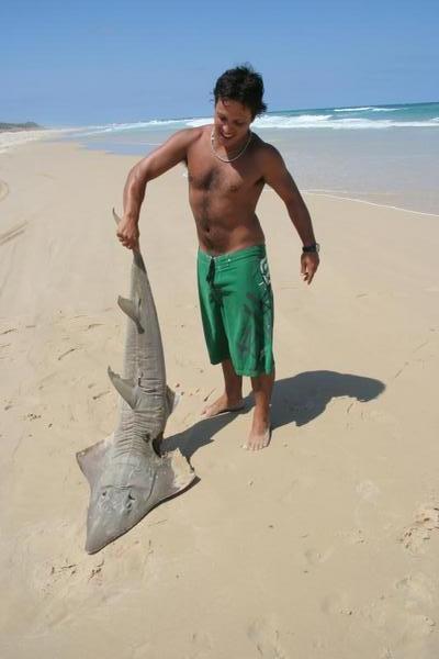 Shark on the beach