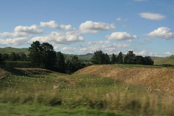 NZ Landscape on the north island 3