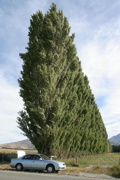 Huge tree hedges brake the wind and make the land usable for farming