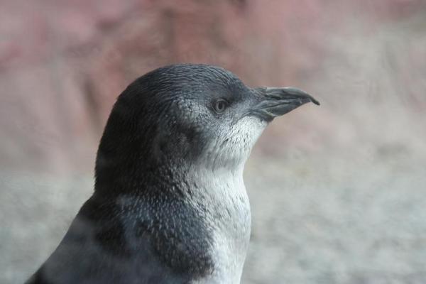 The smallest Penguin in the World