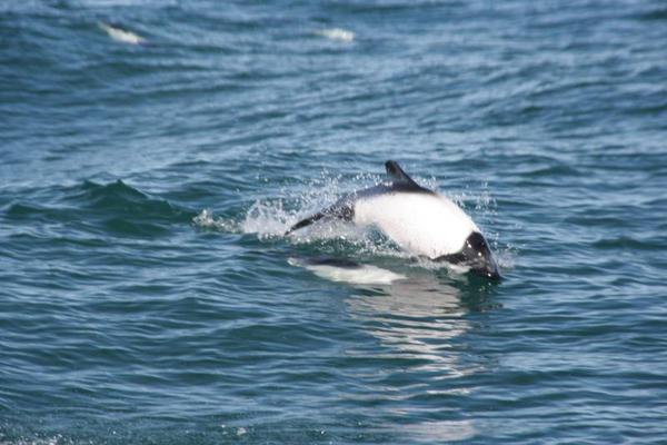 Commerson´s Dolphins near Playa Union