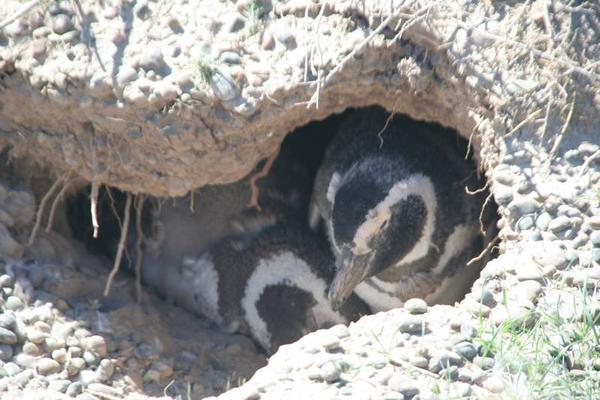 Magellan Penguins in Punto Tombo