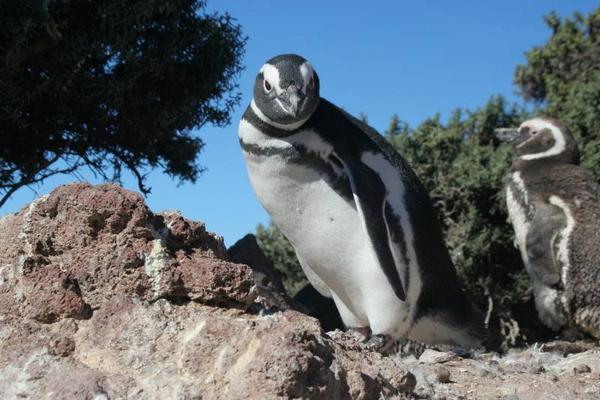 Magellan Penguins in Punto Tombo