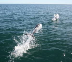 Commerson´s Dolphins near Playa Union