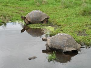 Giant Tortoises 