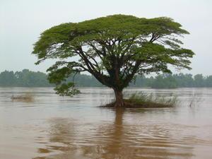 a tree in the Mekong