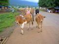 cows in the street in Tha Teng