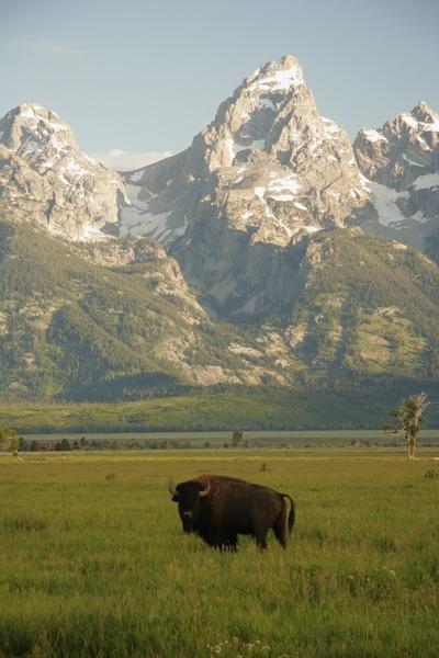 Bison foran Grand Teton