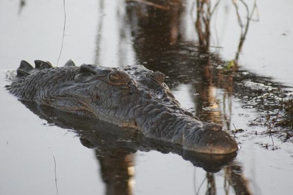 Krokodille på mindst 4 meter hviler i mellem træerne