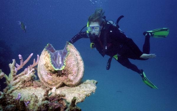 Kæmpemusling på toppen af en koralblok