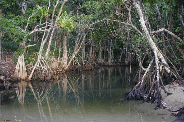 Flodmunding gennem mangroveskoven