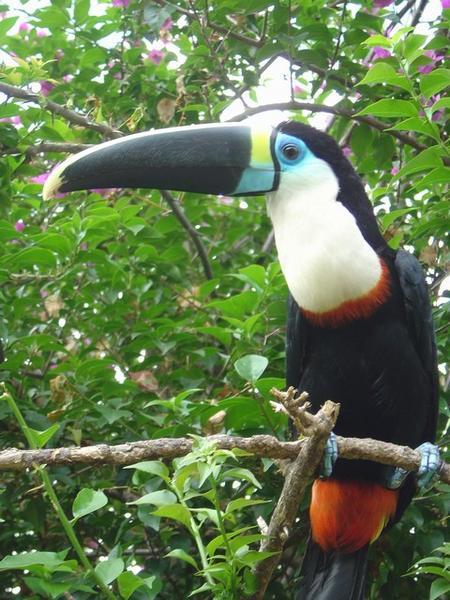 A beautiful toucan