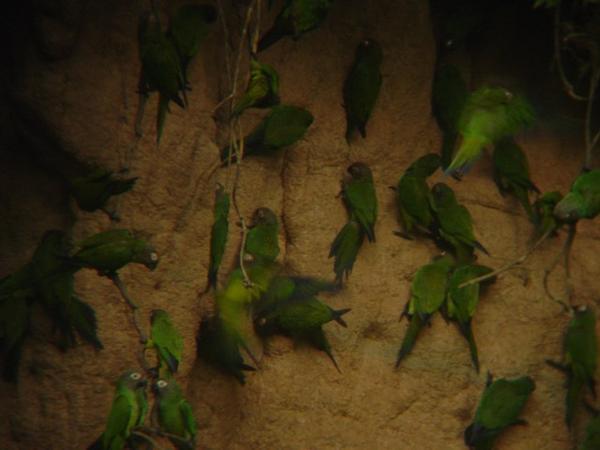 Hundreds of parokeets and parrots at claylick