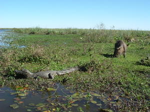 Ibera - a wetlands wildlife wilderness