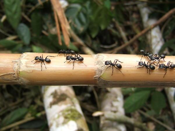 Ants in the jungle
