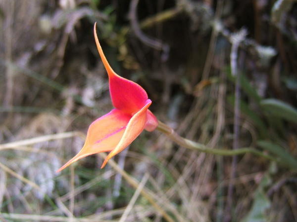 Inca Orchid
