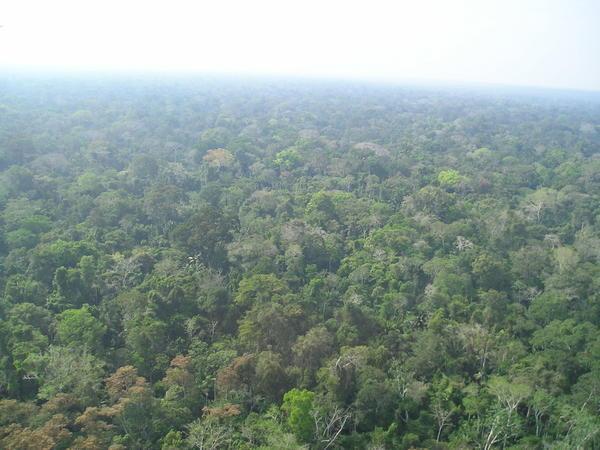 uber-rainforest that goes on forever...