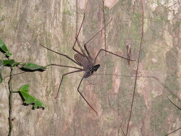 Scorpion Spider